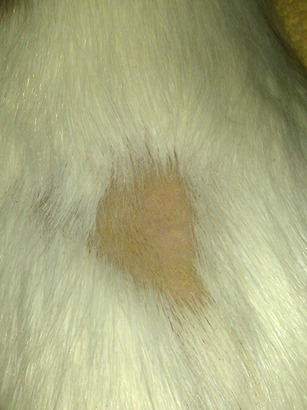 guinea pig bald spot, yellow flaky skin, short hair