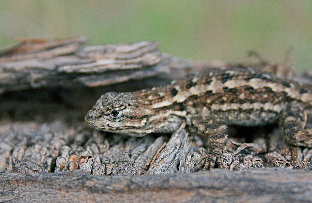 Western Fence Lizard – Cat and Exotic Care